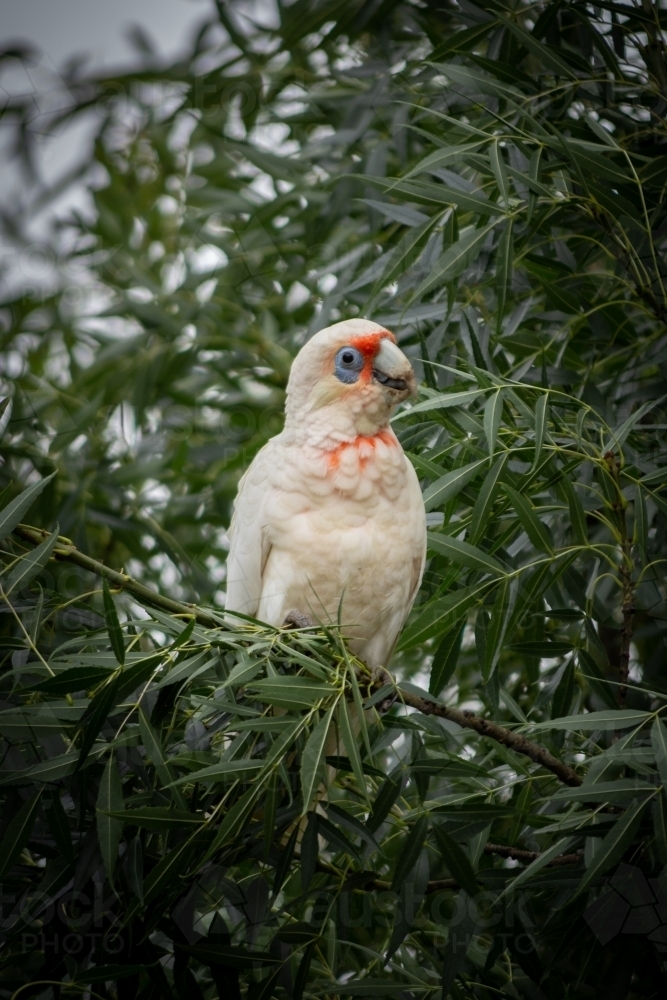 Corella Perched in the Leaves of a Green Tree - Australian Stock Image
