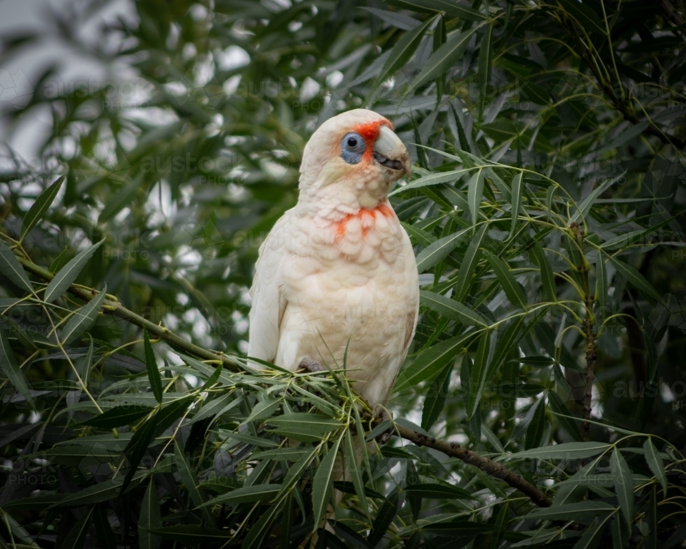 Corella Perched in the Leaves of a Green Tree - Australian Stock Image