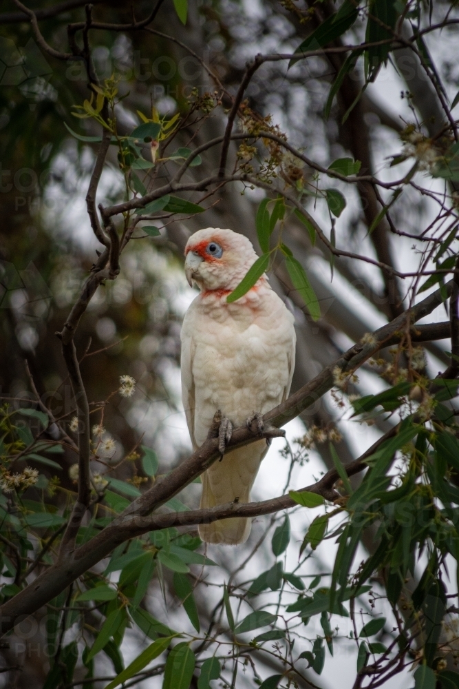 Corella Perched on a Gum Tree Branch - Australian Stock Image