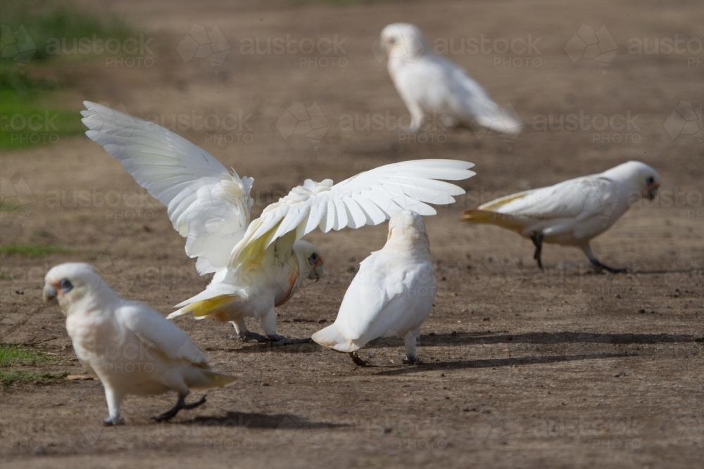 Corella With Wings Spread on Dirt Track - Australian Stock Image
