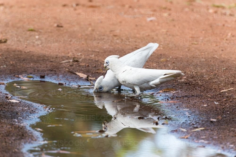 Corellas drinking from a puddle of water on a road - Australian Stock Image