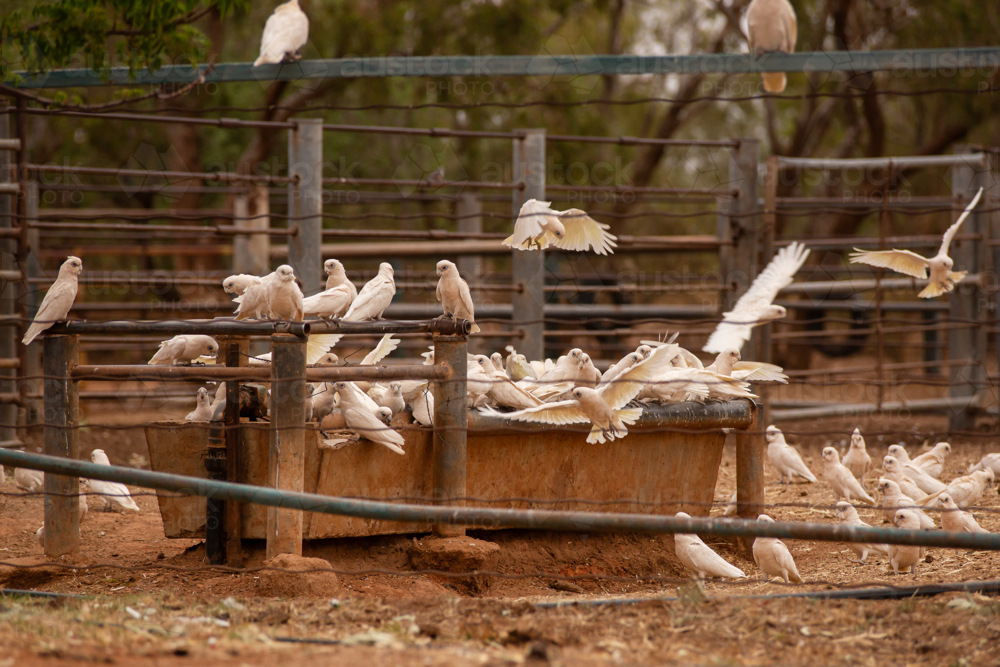 Corellas drinking from a trough in cattle yards - Australian Stock Image