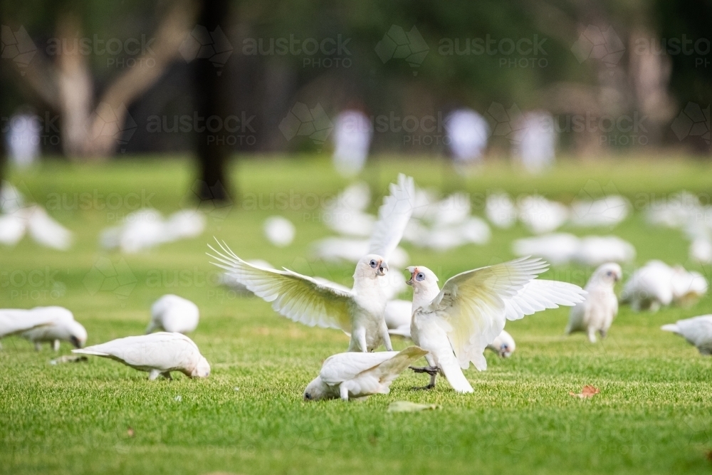 Corellas fight on sporting field - Australian Stock Image