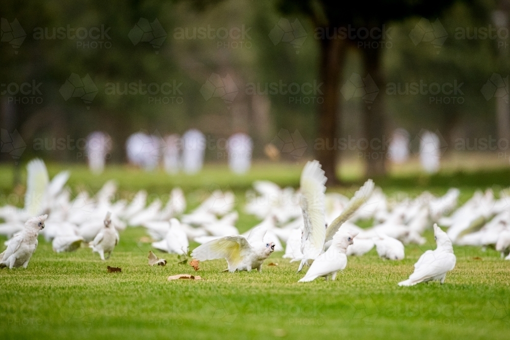 Corellas flock on sports field with cricket played in background - Australian Stock Image