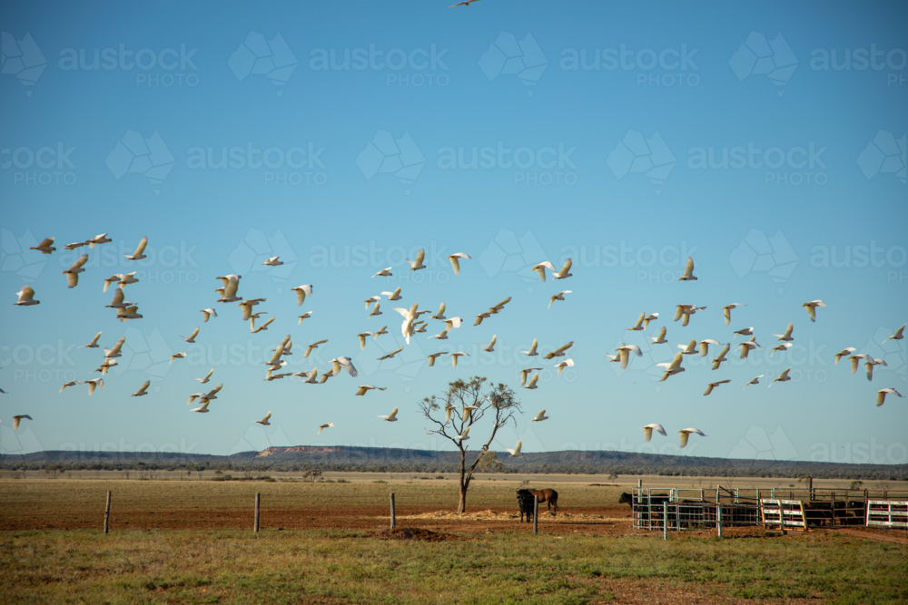 Corellas flying past, with horses and cattle yards in the background - Australian Stock Image