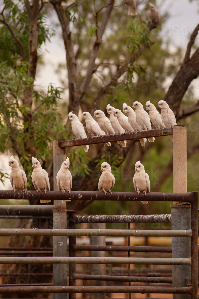 Corellas perched on the railing of stockyards - Australian Stock Image