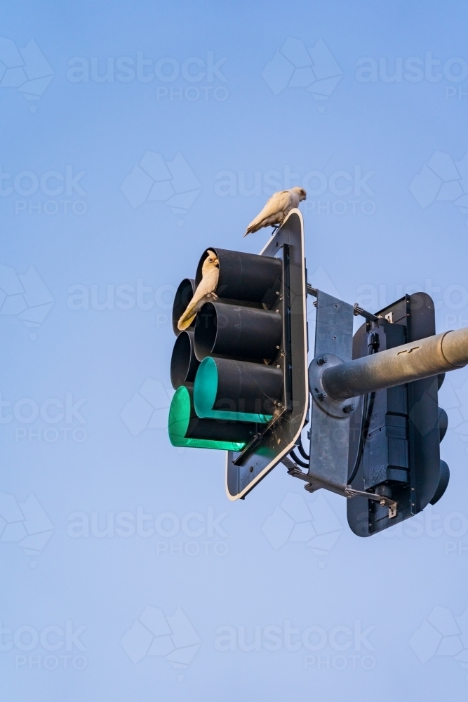 Corellas sitting on an overhead traffic light against a clear blue sky - Australian Stock Image