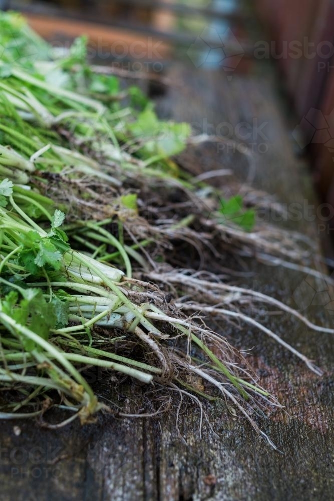 Image of Coriander Roots Austockphoto