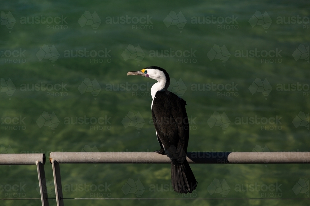 Image of cormorant bird sitting on railing Austockphoto
