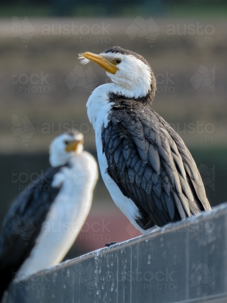Cormorants waiting on a wharf for the winter sun to warm them up - Australian Stock Image