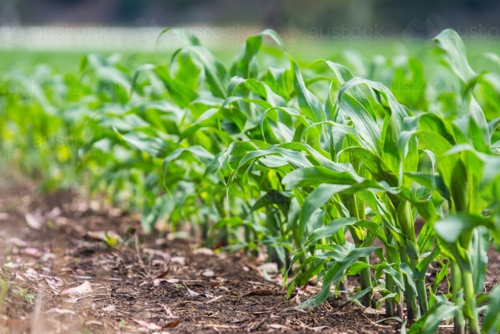 corn seedlings - Australian Stock Image