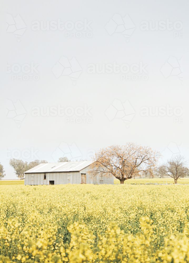 Corrugated iron shed stands amid Australian canola farm in full bloom - Australian Stock Image