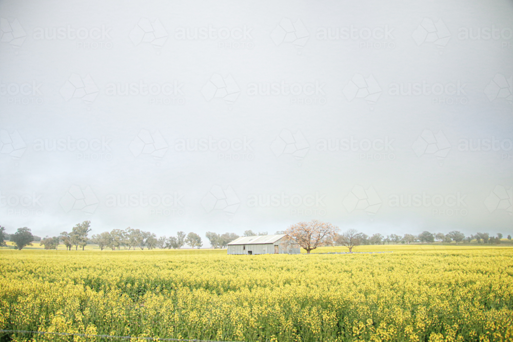 Corrugated iron shed stands amid Australian canola farm in full bloom - Australian Stock Image