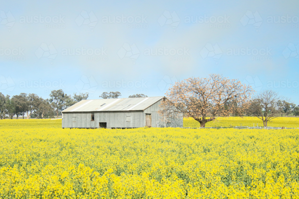Corrugated iron shed stands amid Australian canola farm in full bloom - Australian Stock Image