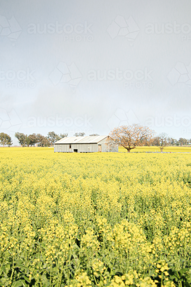 Corrugated iron shed stands amid Australian canola farm in full bloom - Australian Stock Image