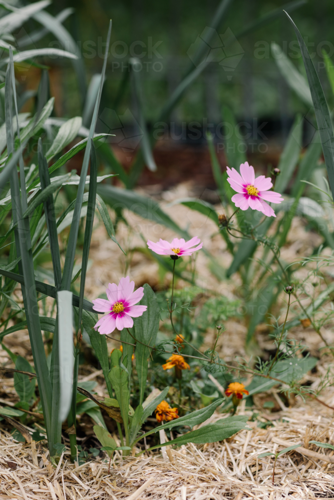 Cosmos bipinnatus garden cosmos in bloom with tiny flower buds in the flowerbed - Australian Stock Image