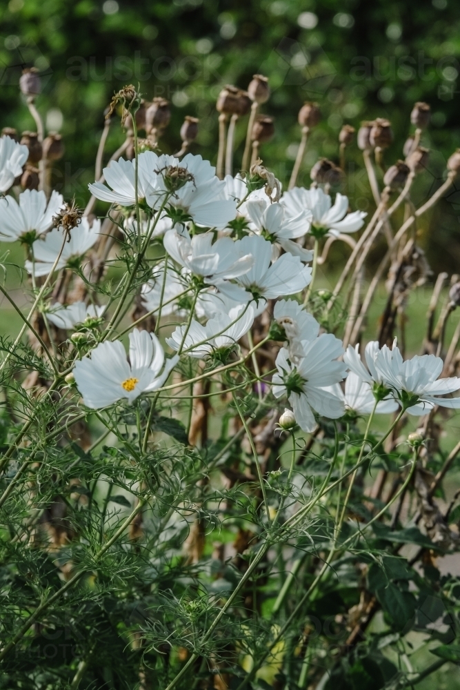 Cosmos flowers in a garden. - Australian Stock Image