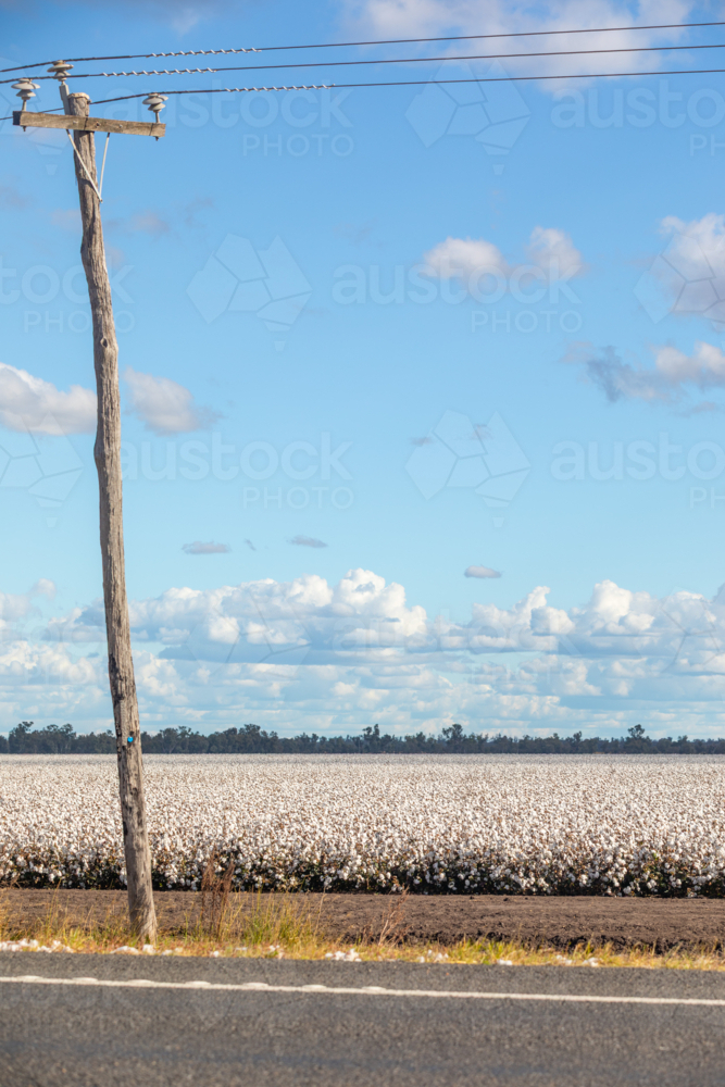 Cotton Field Beside Country Road with Power pole - Australian Stock Image