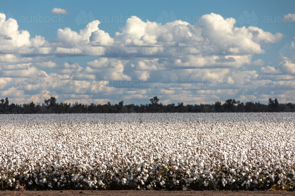 Cotton Field Under Blue Sky - Australian Stock Image