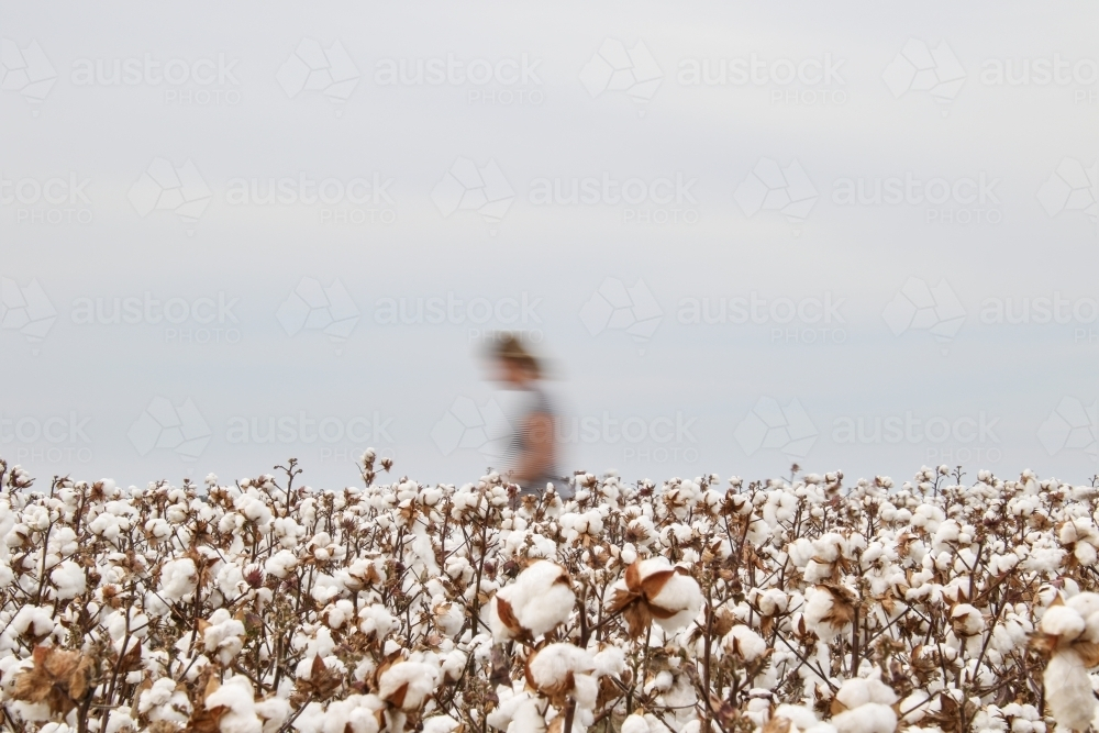 Cotton field with white and fluffy cotton bolls with a blurry figure of a woman. - Australian Stock Image