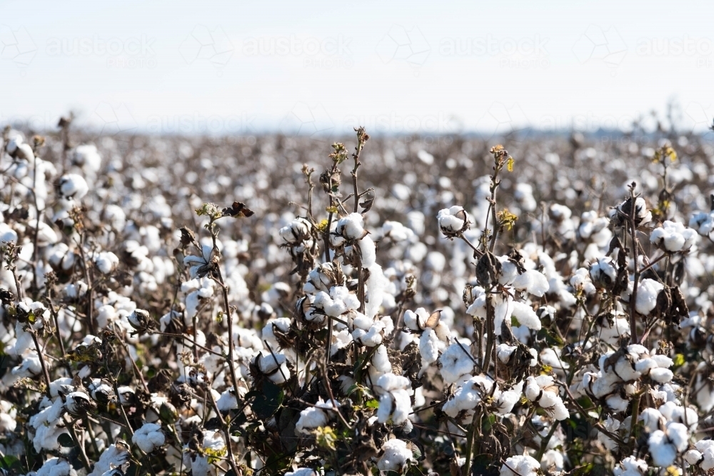cotton fields close up view near Dubbo - Australian Stock Image