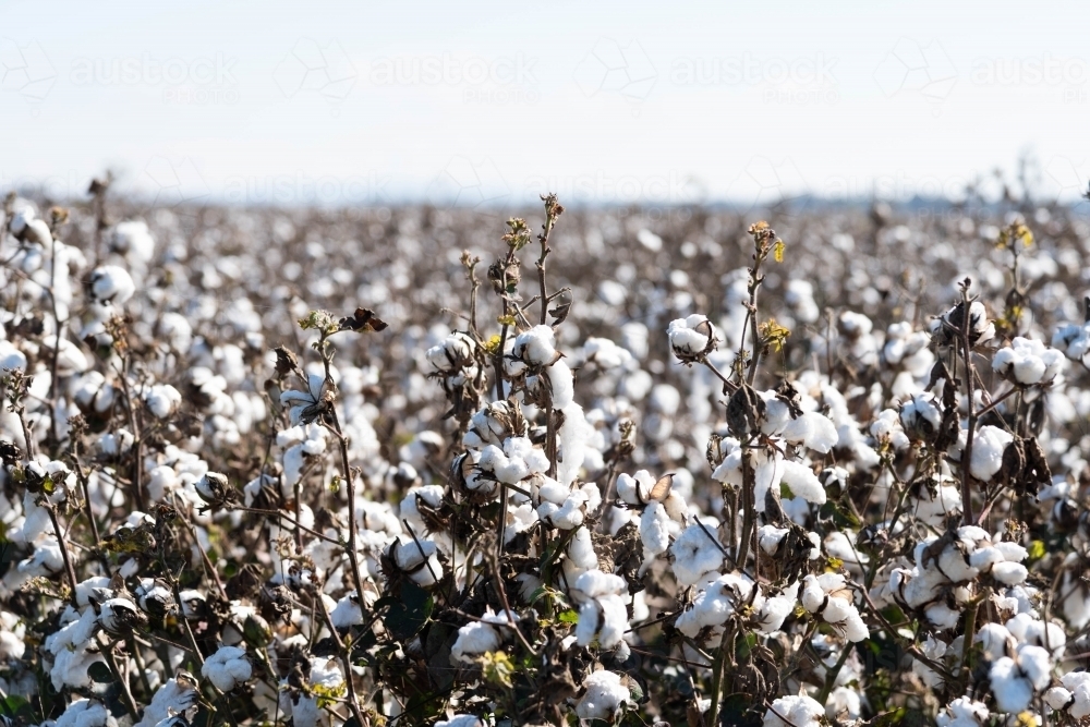 Image of cotton fields close up view near Dubbo - Austockphoto