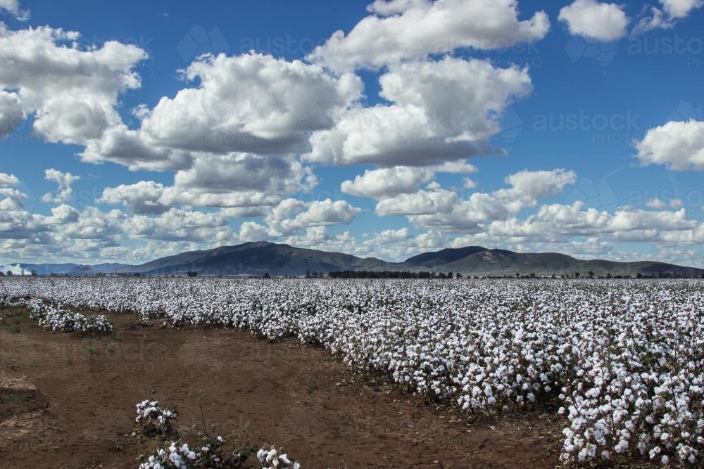 Cotton growing in a sunny paddock below a cloudy sky - Australian Stock Image
