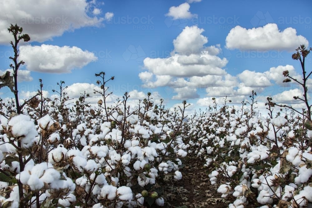 Cotton plants ready for harvest - Australian Stock Image