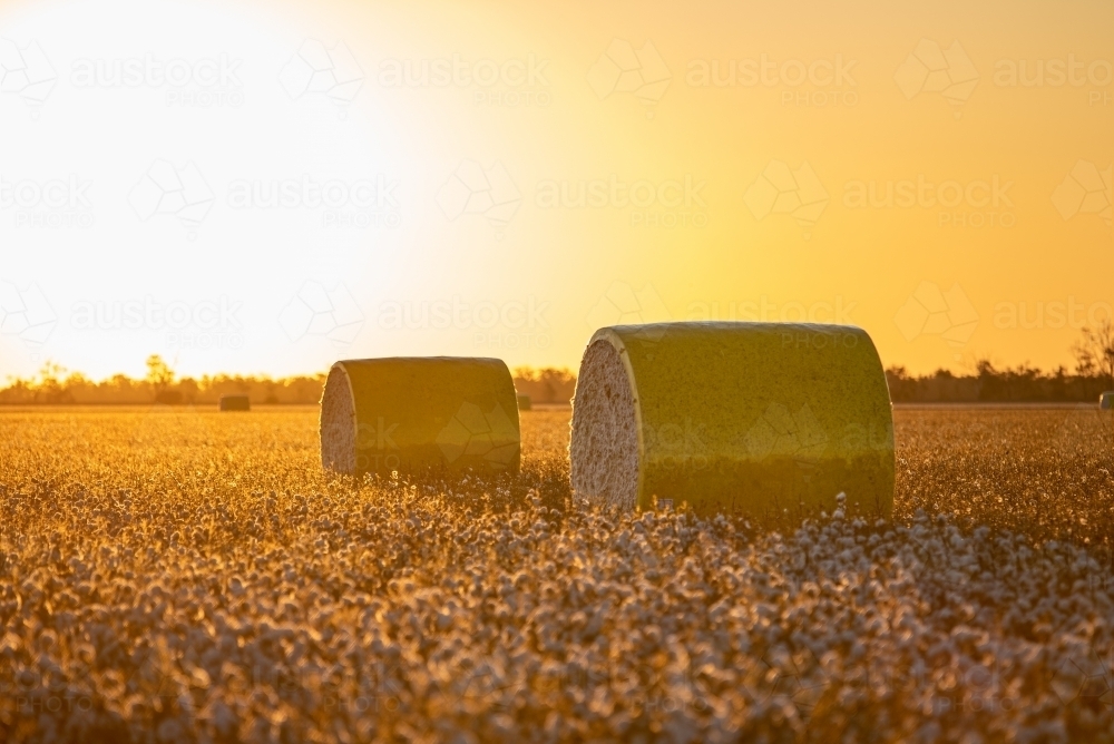 Image of Cotton Round Modules - Austockphoto