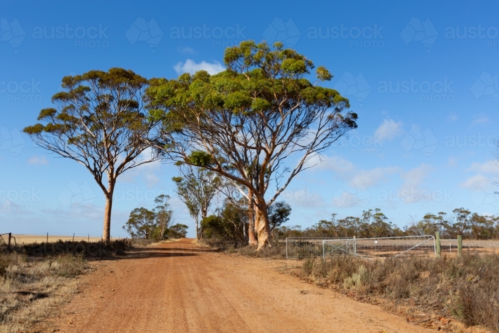 Country back road flanked by salmon gum trees - Australian Stock Image