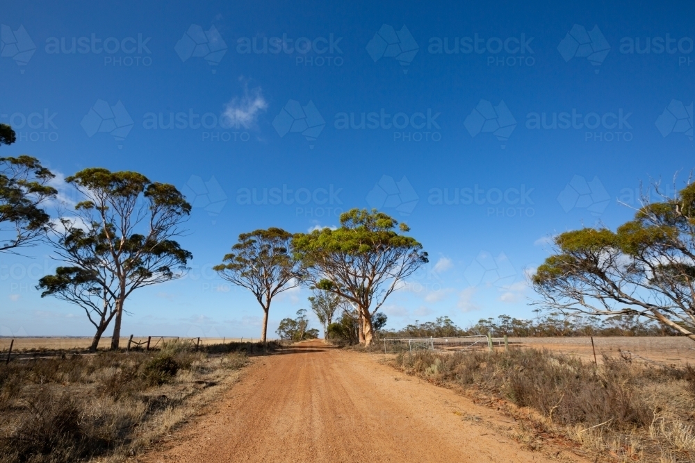 Country back road flanked by salmon gum trees - Australian Stock Image