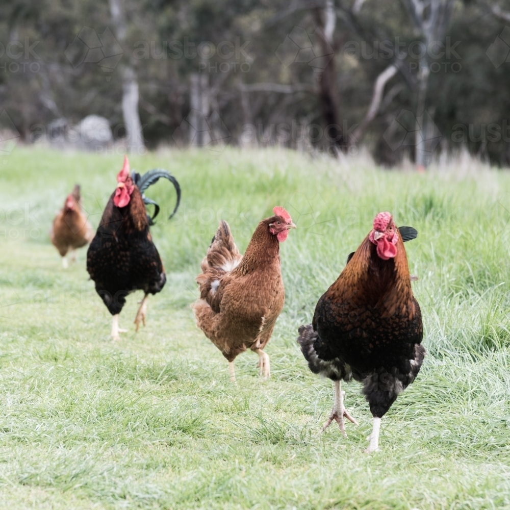 country chickens roaming free - Australian Stock Image
