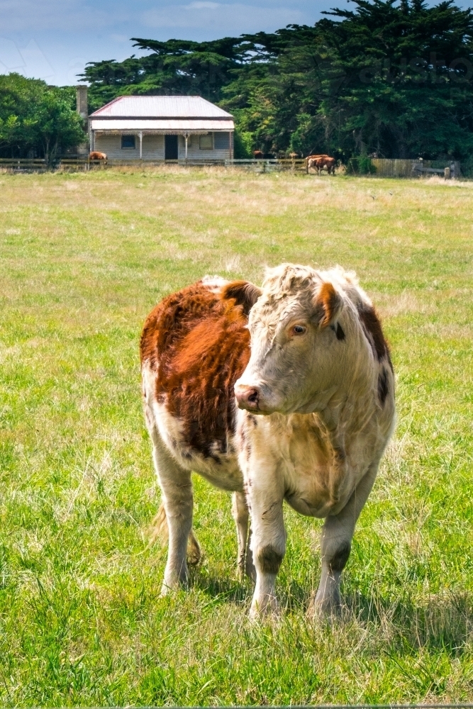 Country cottage and cow - Australian Stock Image