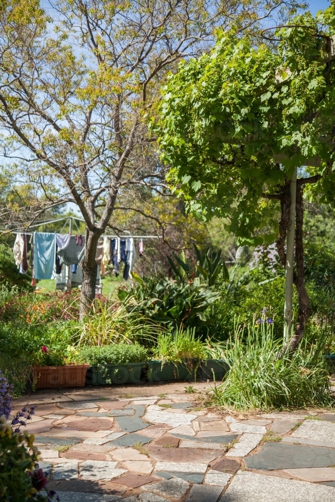 Country courtyard garden near washing line - Australian Stock Image