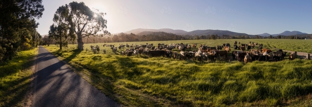 Country Cows - Australian Stock Image