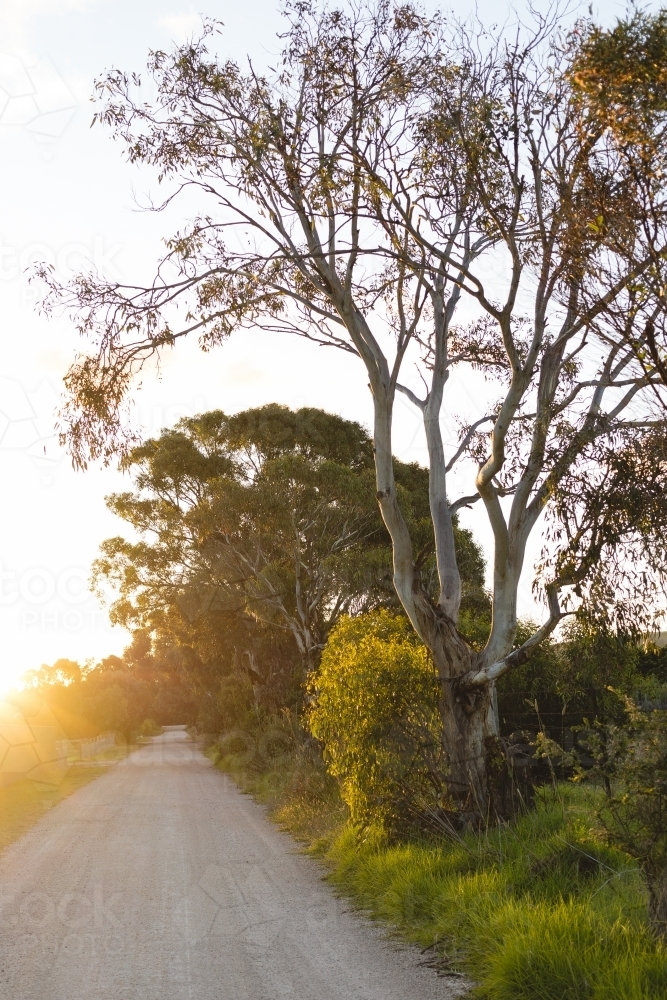 Country dirt road at sunset lined with trees - Australian Stock Image