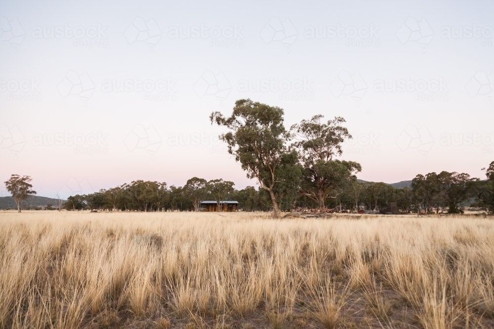 Country farm paddock at dusk with gum trees and hay shed - Australian Stock Image