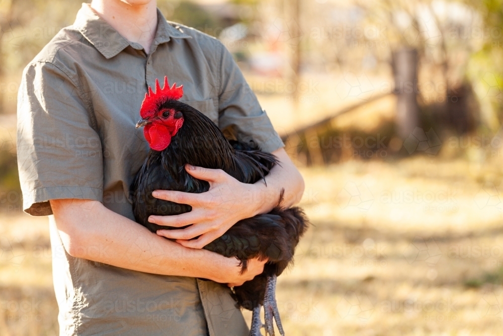 Country kid holding black Australorp rooster on farm - Australian Stock Image