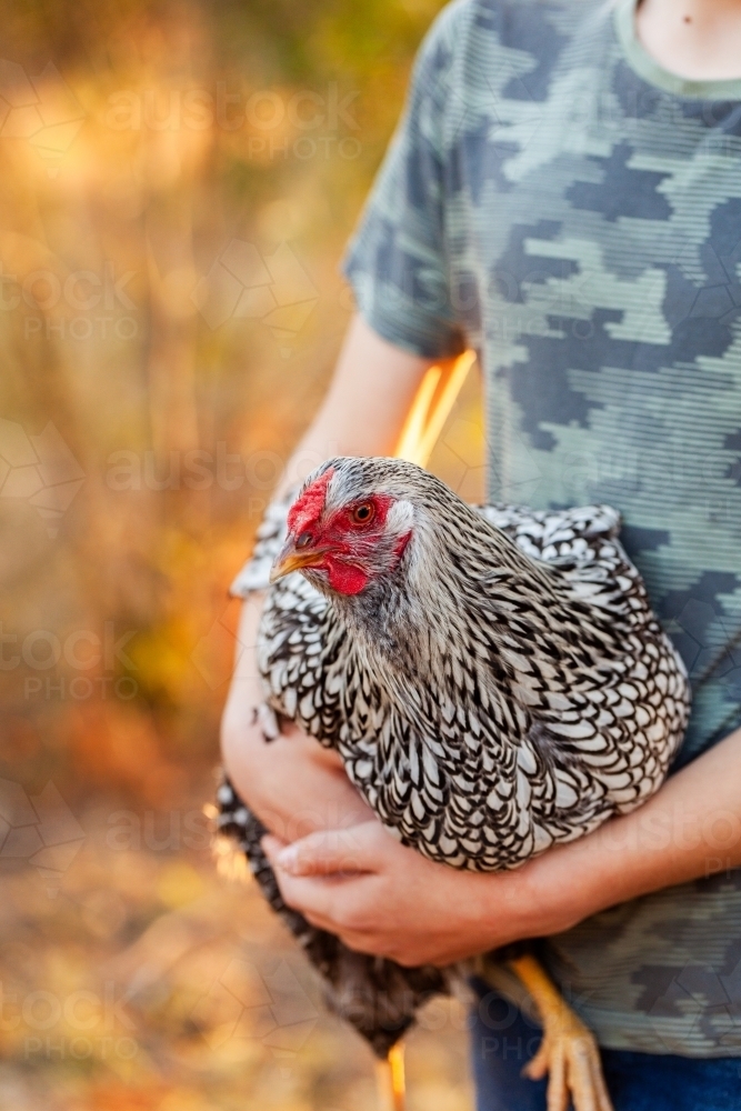 Country kid holding silver laced Wyandotte hen in arms on farm at sunset - Australian Stock Image