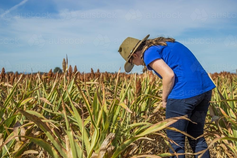 Country kid looking at sorghum crops - Australian Stock Image