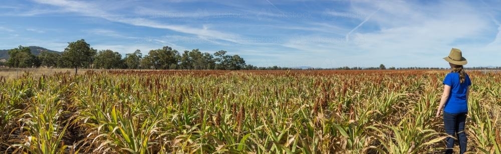 Country kid looking out over a paddock of sorghum - Australian Stock Image
