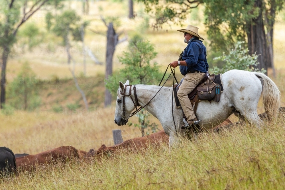 Mustering Jacket Image of Country man mustering cattle on white horse. - Austockphoto