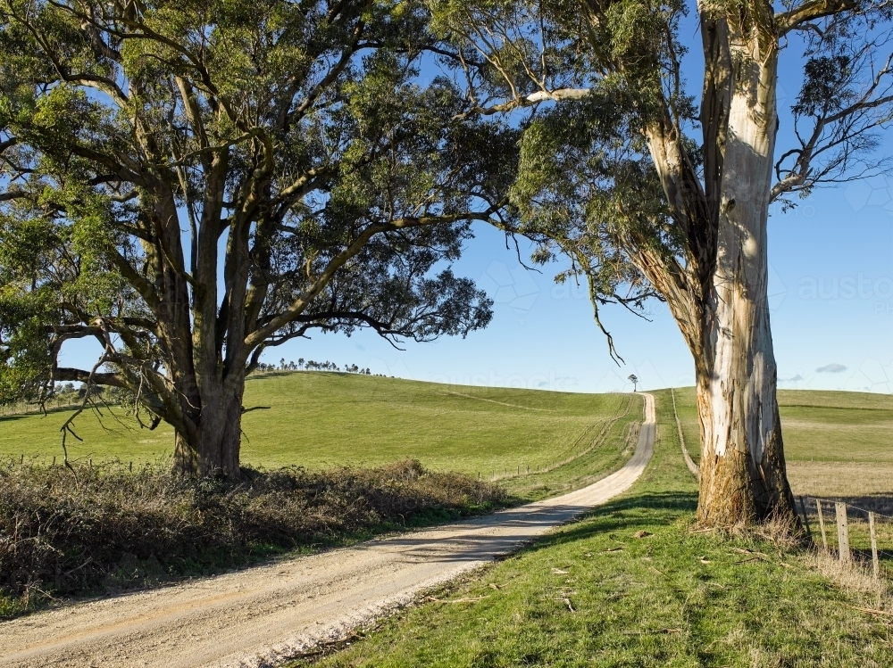 country road leading through gum trees and over a grassy hill - Australian Stock Image
