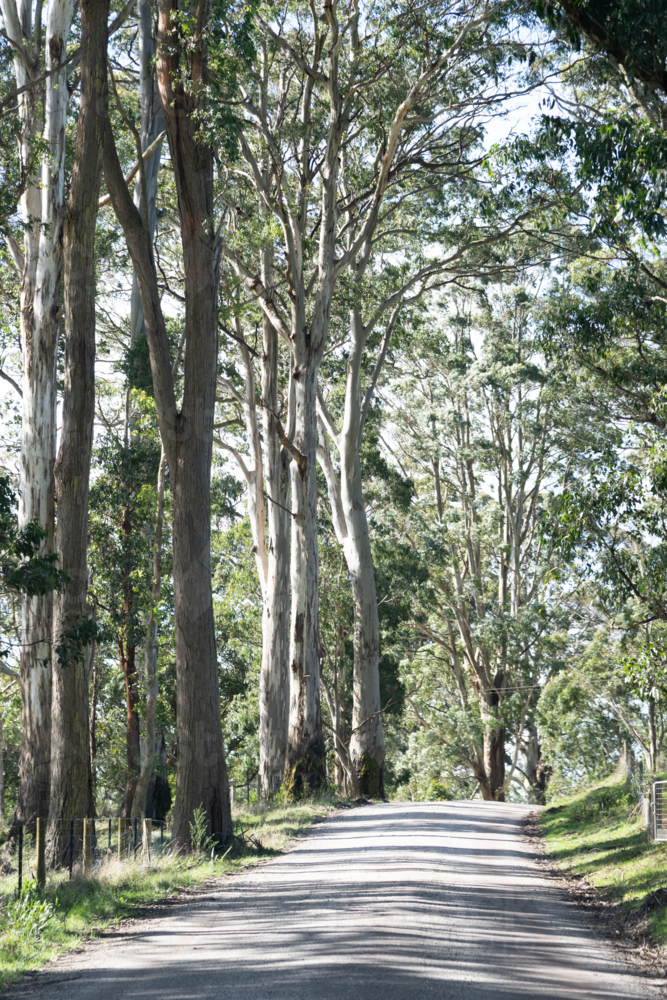Country road lined in  tall eucalypts - Australian Stock Image