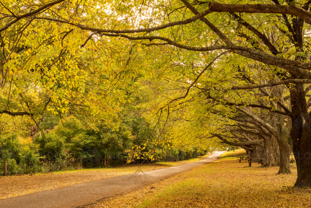 Country Road Lined With Autumn Colours - Australian Stock Image