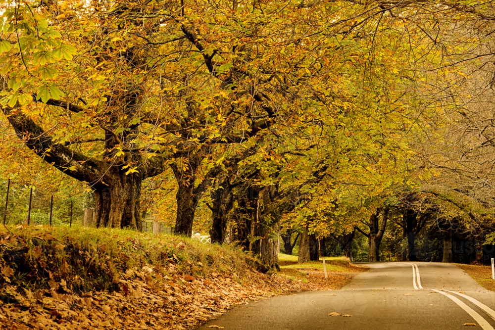 Country Road Lined With Autumn Colours - Australian Stock Image