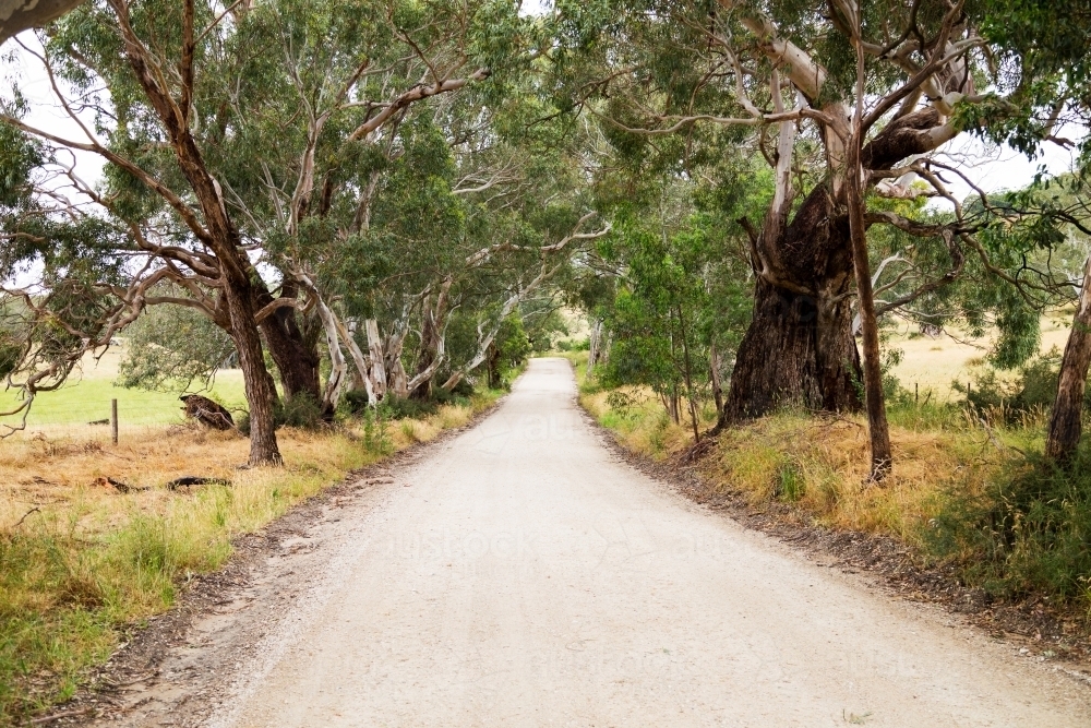 country road lined with gum trees - Australian Stock Image