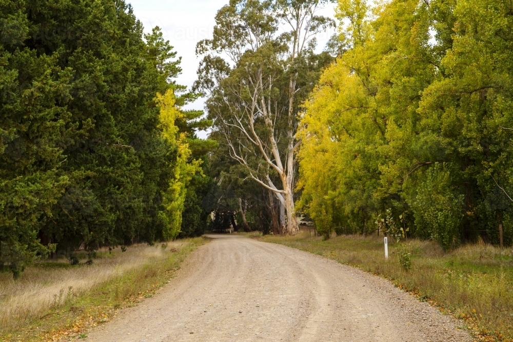 Country road winding through trees - Australian Stock Image