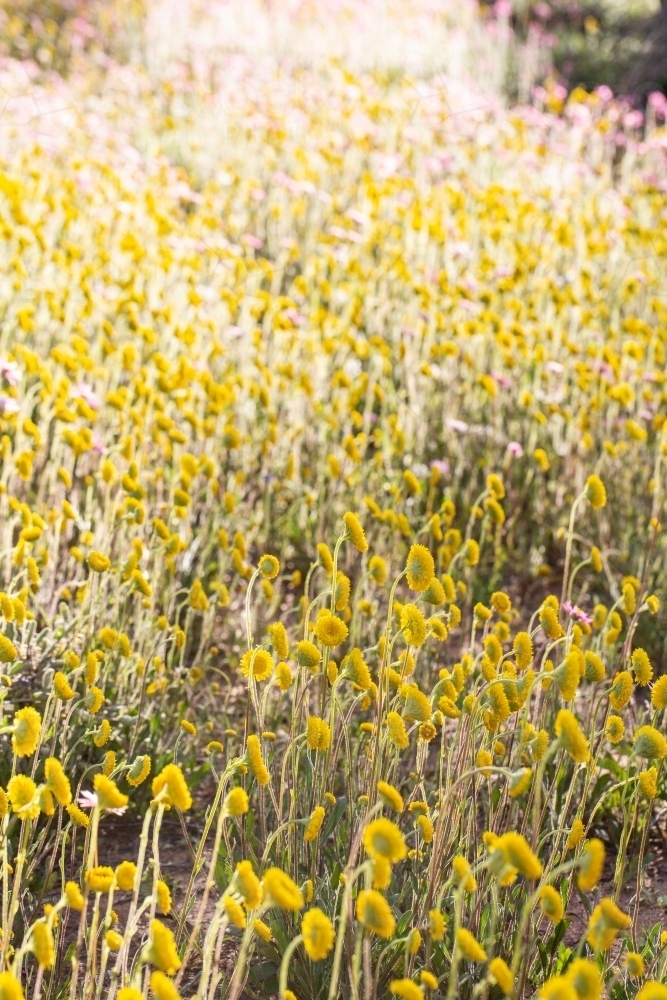 Country scene with yellow wildflowers - Australian Stock Image
