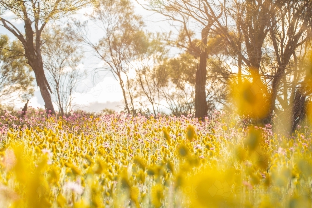 Country scene with yellow wildflowers - Australian Stock Image